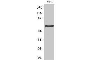 Western Blotting (WB) image for anti-Keratin 5 (KRT5) (C-Term) antibody (ABIN3184234) (Cytokeratin 5 Antikörper  (C-Term))