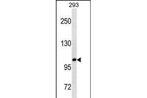 B3GAT1 Antibody (ABIN1539894 and ABIN2843852) western blot analysis in 293 cell line lysates (35 μg/lane). (CD57 Antikörper  (AA 132-160))