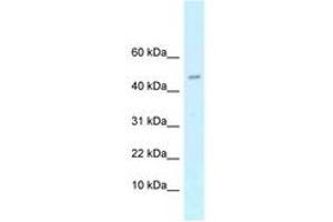 Image no. 1 for anti-cAMP-Regulated phosphoprotein, 21kDa (ARPP21) (AA 21-70) antibody (ABIN6747572) (ARPP21 Antikörper  (AA 21-70))