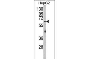 Western blot analysis of RARS2 Antibody (C-term) (ABIN652530 and ABIN2842357) in HepG2 cell line lysates (35 μg/lane). (RARS2 Antikörper  (C-Term))