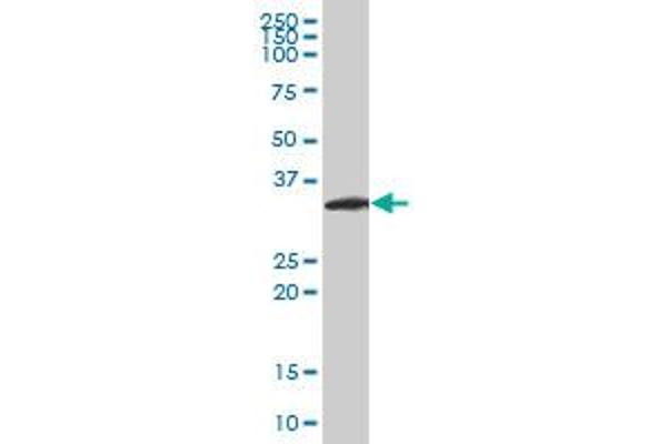 Neurogenin 2 Antikörper  (AA 74-175)