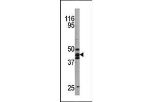 Western blot analysis of anti-hp53 Pab (ABIN389619 and ABIN2839623) in  cell line lysate. (p53 Antikörper  (pSer20))