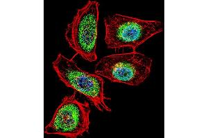 Fluorescent confocal image of Hela cell stained with ENOA Antibody (N-term) (ABIN389406 and ABIN2839494). (ENO1 Antikörper  (N-Term))