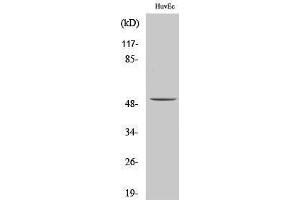 Western Blotting (WB) image for anti-Aldehyde Dehydrogenase 3 Family, Member B1 (ALDH3B1) (Internal Region) antibody (ABIN3183246) (ALDH3B1 Antikörper  (Internal Region))