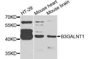 Western blot analysis of extracts of various cell lines, using B3GALNT1 antibody (ABIN5975179) at 1/1000 dilution. (B3GALNT1 Antikörper)