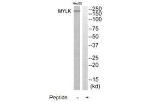 Western blot analysis of extracts from HepG2 cells, using MYLK antibody. (MYLK Antikörper)