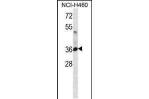 Western blot analysis in NCI-H460 cell line lysates (35ug/lane). (ATP1B3 Antikörper  (C-Term))