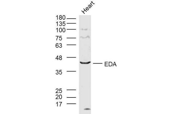 Ectodysplasin A Antikörper  (AA 101-200)