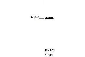 Western Blotting (WB) image for anti-M13 Bacteriophage G8P Capsid antibody (ABIN959491) (M13 Bacteriophage G8P Capsid Antikörper)