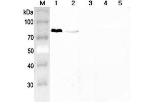 Western blot analysis using anti-Progranulin (mouse), pAb  at 1:2'000 dilution. (Granulin Antikörper)