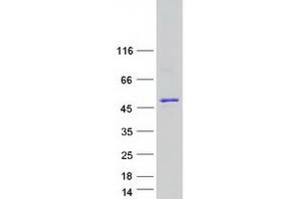 HNRNPD/AUF1 Protein (Transcript Variant 1) (Myc-DYKDDDDK Tag)