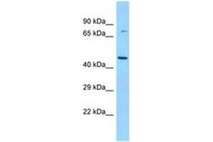 Image no. 1 for anti-Branched Chain Ketoacid Dehydrogenase Kinase (BCKDK) (N-Term) antibody (ABIN6748346) (BCKDK Antikörper  (N-Term))