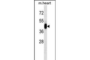 PK3 Antibody (ABIN1539804 and ABIN2843791) western blot analysis in mouse heart tissue lysates (35 μg/lane). (ERK1 Antikörper)