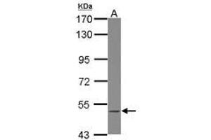 Image no. 1 for anti-B Lymphoid Tyrosine Kinase (BLK) (Internal Region) antibody (ABIN1495993) (BLK Antikörper  (Internal Region))