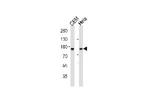 STAT1 Antibody (ABIN1882279 and ABIN2843493) western blot analysis in CEM,Hela cell line lysates (35 μg/lane). (STAT1 Antikörper)