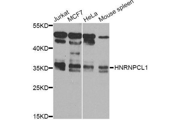 HNRNPCL1 Antikörper