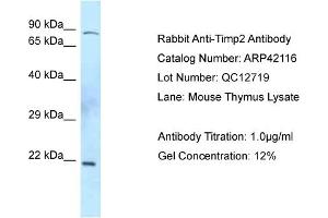 WB Suggested Anti-Timp2 Antibody  Titration: 0. (TIMP2 Antikörper  (C-Term))