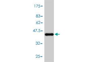 Western Blot detection against Immunogen (42. (NPPA Antikörper  (AA 1-153))