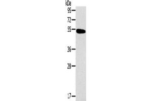 Western Blotting (WB) image for anti-Histamine Receptor H1 (HRH1) antibody (ABIN2434779) (HRH1 Antikörper)