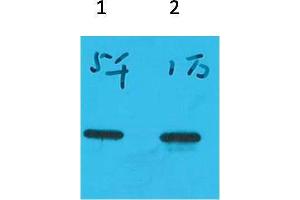 Western Blotting (WB) image for anti-ECFP antibody (ABIN3181526) (ECFP Antikörper)