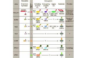 Conjugation pathways for ubiquitin and ubiquitin-like modifiers (UBLs). (Hub1 Antikörper)