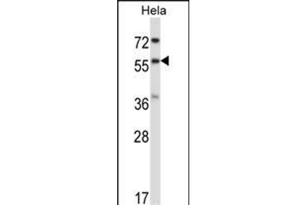 RANGAP1 Antikörper  (N-Term)