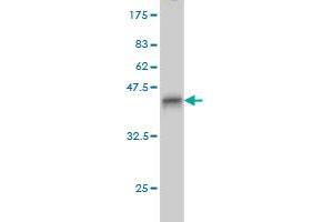 Western Blot detection against Immunogen (36. (CDKL2 Antikörper  (AA 394-493))