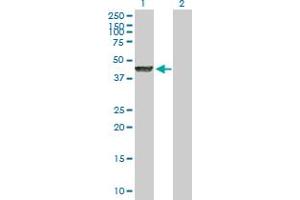 Western Blot analysis of LYAR expression in transfected 293T cell line by LYAR MaxPab polyclonal antibody. (LYAR Antikörper  (AA 1-379))