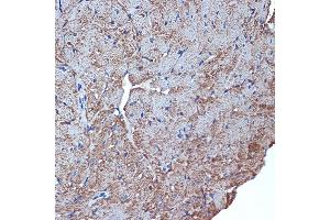 Immunohistochemistry of paraffin-embedded mouse heart using CDC42EP1 Rabbit mAb (ABIN7266231) at dilution of 1:100 (40x lens). (CDC42EP1 Antikörper)