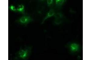 Immunofluorescence (IF) image for anti-Beclin 1, Autophagy Related (BECN1) antibody (ABIN1496870) (Beclin 1 Antikörper)