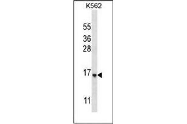 STARD5 Antikörper  (N-Term)