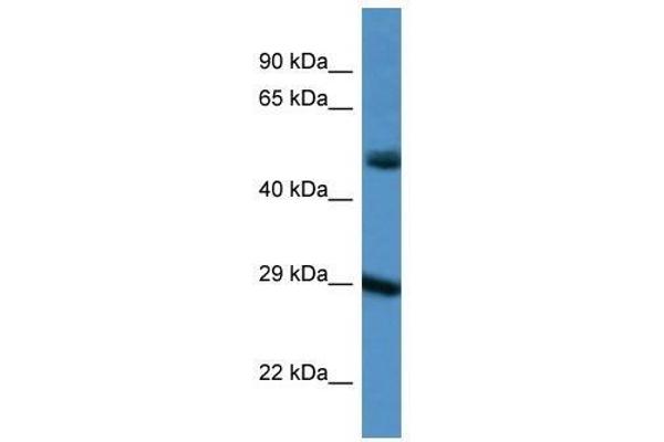 Gap Junction Protein, delta 3, 31.9kDa (GJD3) (C-Term) Antikörper