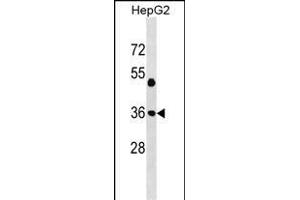 JUN Antibody (Center T93) (ABIN1538632 and ABIN2850319) western blot analysis in HepG2 cell line lysates (35 μg/lane). (C-JUN Antikörper  (AA 72-98))