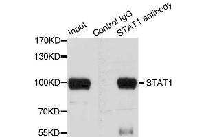 Immunoprecipitation analysis of 100 μg extracts of HeLa cells using 3 μg STAT1 antibody (ABIN5998974). (STAT1 Antikörper)