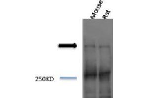 Piccolo Western Blot. (PCLO Antikörper)