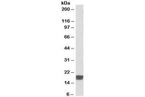 Western blot testing of mouse testis lysate with CIRBP antibody at 0. (CIRBP Antikörper)