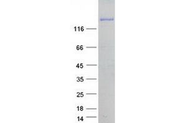 FAM21C Protein (Transcript Variant 3) (Myc-DYKDDDDK Tag)