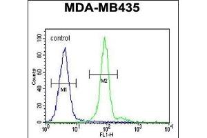 Flow Cytometry (FACS) image for anti-ALX Homeobox 4 (ALX4) (AA 249-275) antibody (ABIN654344)