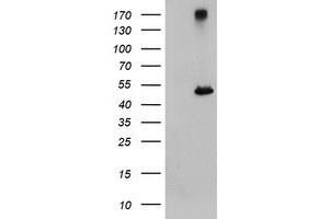 Image no. 1 for anti-Carboxypeptidase A1 (Pancreatic) (CPA1) antibody (ABIN1497593) (CPA1 Antikörper)