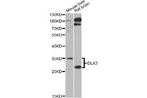 Western blot analysis of extracts of various cell lines, using DLX3 Antibody (ABIN5975440) at 1/1000 dilution. (DLX3 Antikörper)