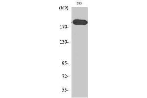 Western Blotting (WB) image for anti-Tuberous Sclerosis 2 (TSC2) (Tyr228) antibody (ABIN3180374) (Tuberin Antikörper  (Tyr228))