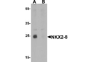 Western blot analysis of NKX2-8 in rat liver tissue lysate with NKX2-8 antibody at 1 µg/mL in (A) the absence and (B) the presence of blocking peptide (NKX2-8 Antikörper  (Middle Region))