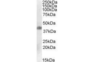 Western Blotting (WB) image for anti-Meis Homeobox 1 (MEIS1) (AA 198-210) antibody (ABIN343138) (MEIS1 Antikörper  (AA 198-210))