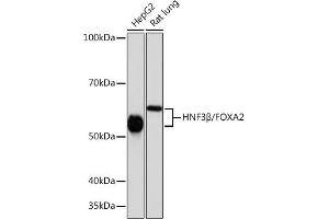 Western blot analysis of extracts of various cell lines, using HNF3β/HNF3β/FOX antibody (ABIN7267232) at 1:1000 dilution. (FOXA2 Antikörper)