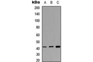 Western blot analysis of MAS1L expression in HEK293T (A), NIH3T3 (B), PC12 (C) whole cell lysates. (MAS1L Antikörper  (Center))