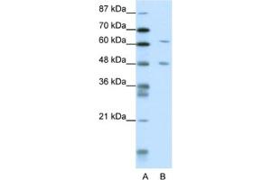 Western Blotting (WB) image for anti-NGFI-A Binding Protein 2 (EGR1 Binding Protein 2) (NAB2) antibody (ABIN2461773) (NAB2 Antikörper)