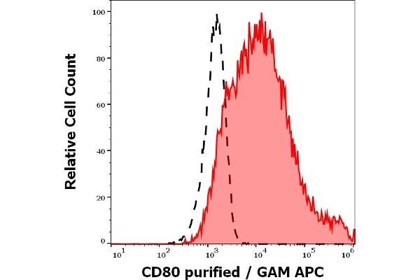 CD80 Antikörper  (Extracellular Domain)