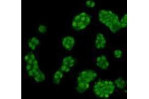 Immunocytochemistry (ICC) image for anti-Histone 3 (H3) (H3K4me) antibody (ABIN1112911) (Histone 3 Antikörper  (H3K4me))