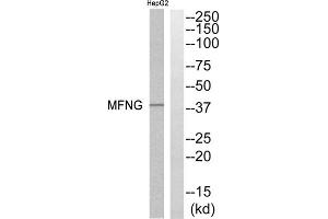 Western blot analysis of extracts from HepG2 cells, using MFNG antibody. (Manic Fringe Antikörper  (Internal Region))