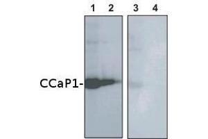 5ug (1,3) and 2. (AtCCaP1 Antikörper)